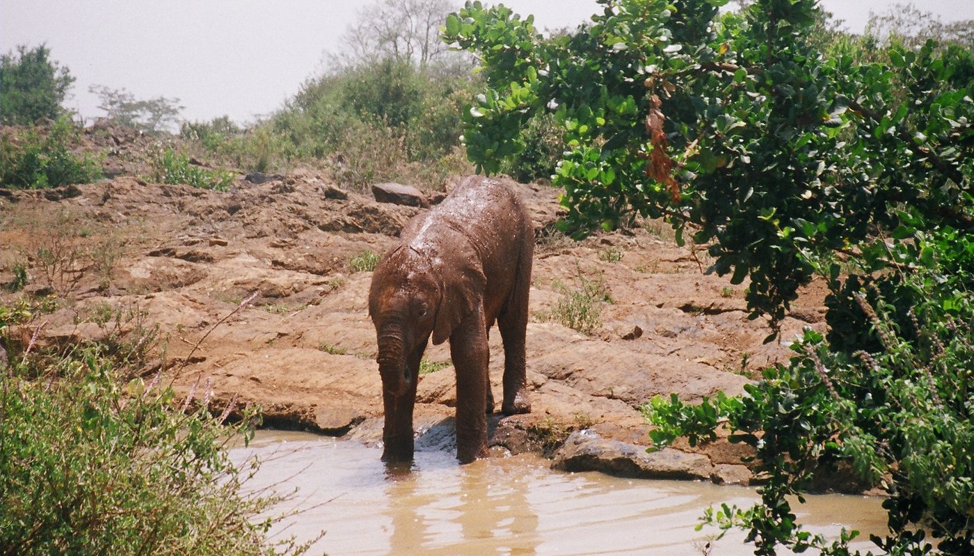 PBS Nature and Sesame Street Team Up for Elephant Adventure Special
