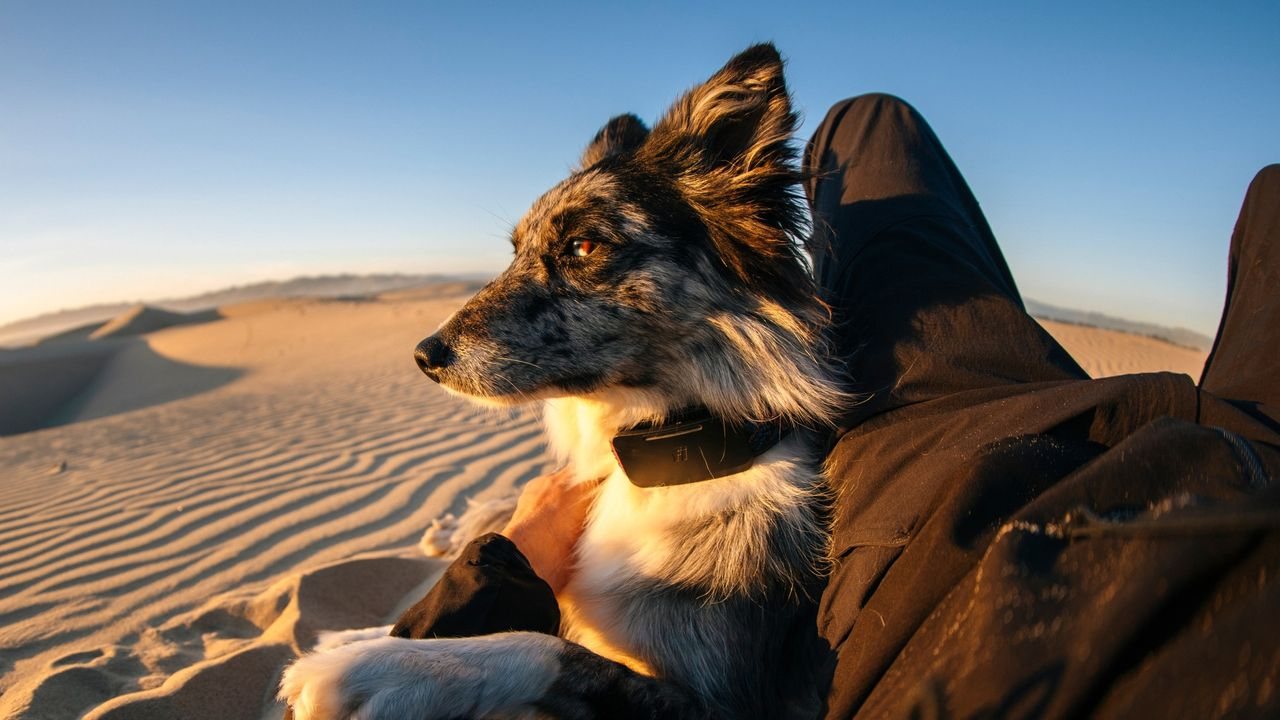 World’s First Satellite-Connected Dog Collar Lets Lost Pets Call Home