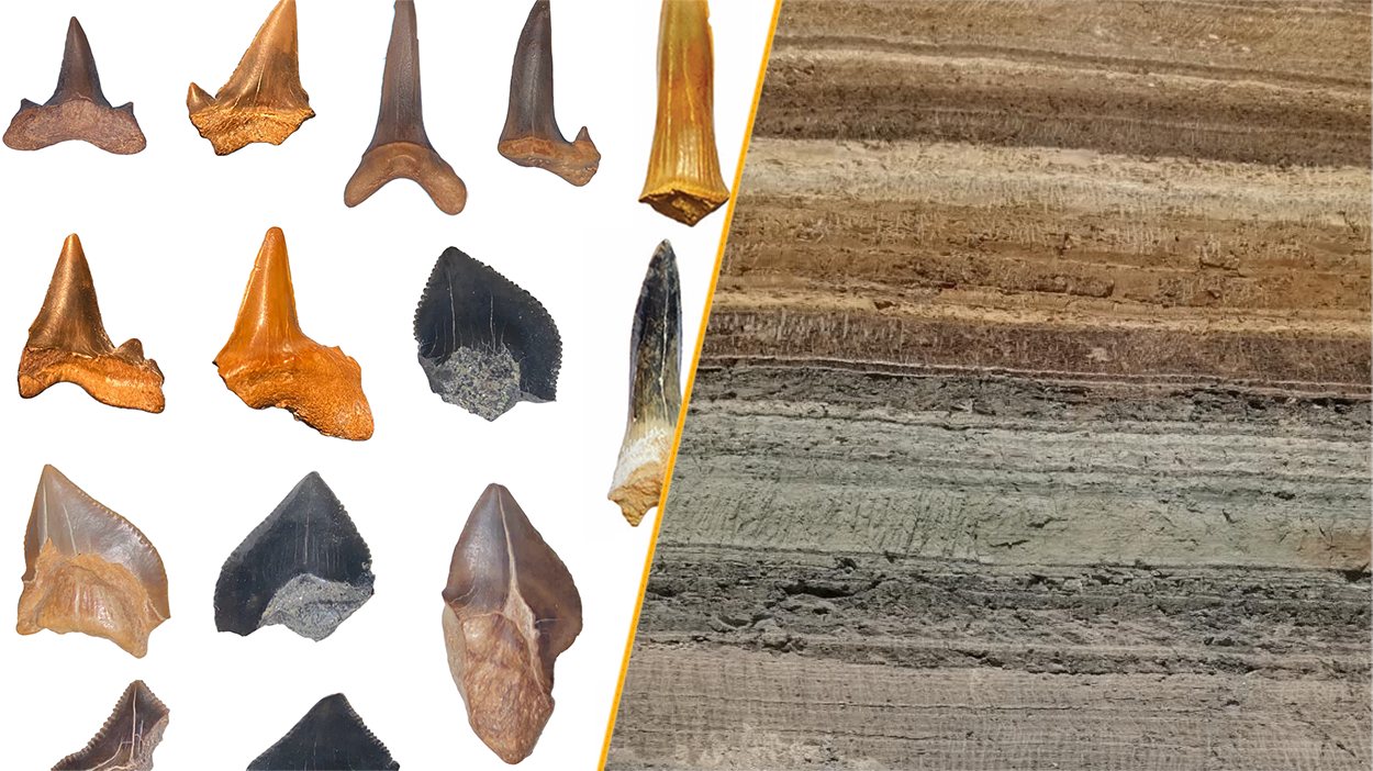 Proteins in Ancient Egyptian Paints Analyzed