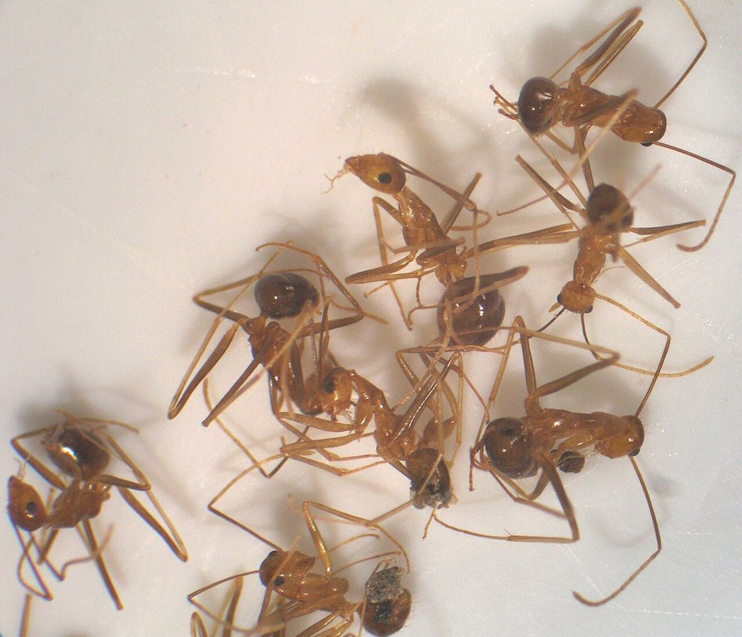 Yellow Crazy Ants Overpower Red Crabs in Chemical Attack on Christmas Island