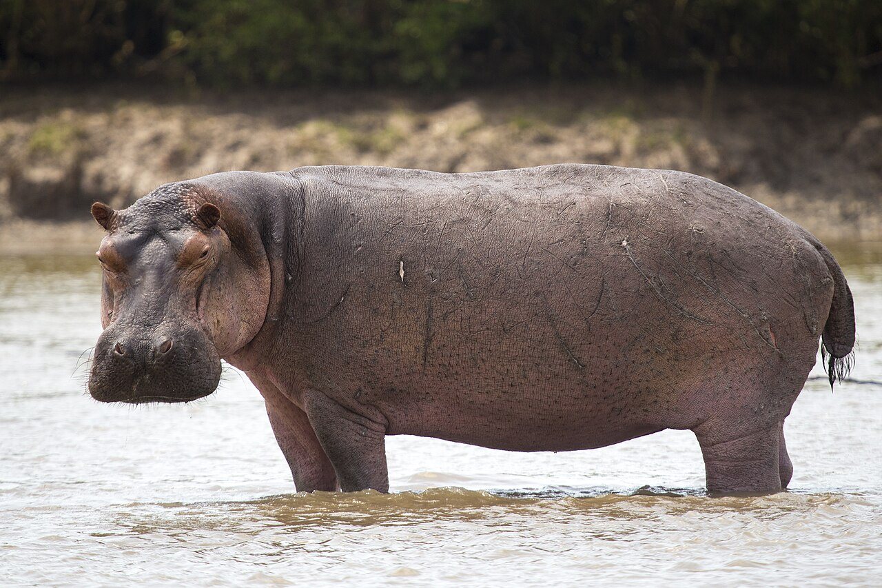 Hippos: Africa's Only Land Mammal That Mates in Water