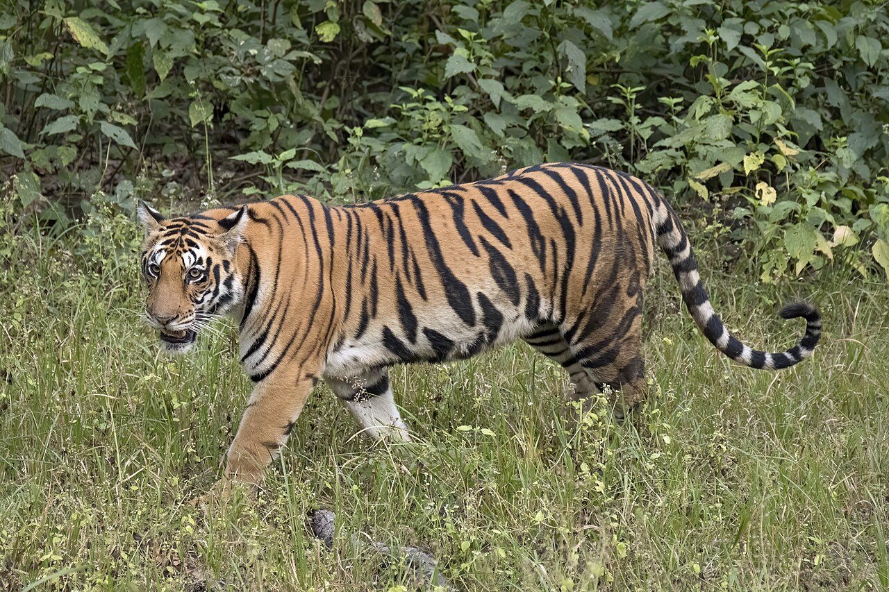 PBS Nature to Premiere «Tiger Island: Part One» on October 21, 2026