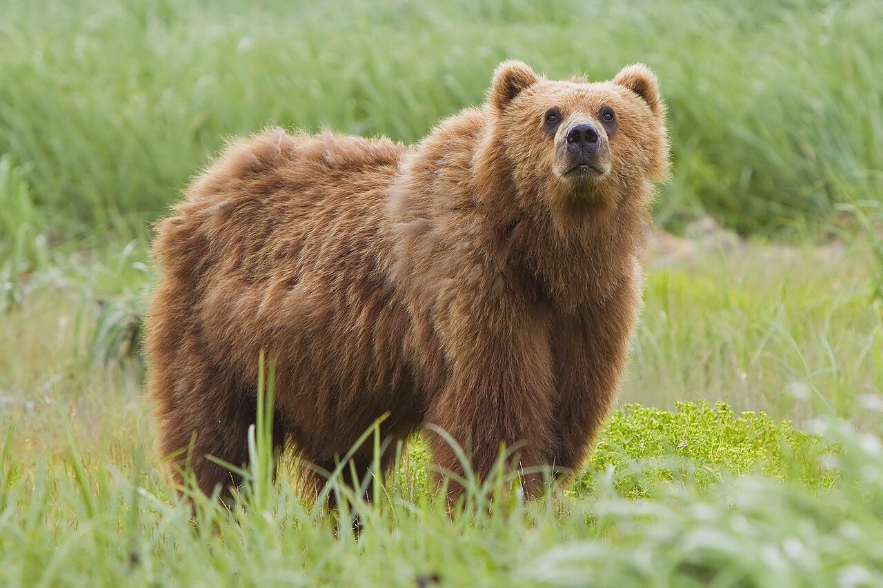 Grizzly Bears Shed Winter Fur in Tree-Rubbing Ritual After Hibernation