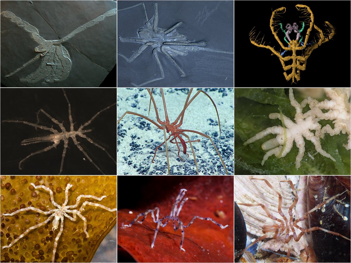 Two New Sea Spider Species Discovered in the Salish Sea