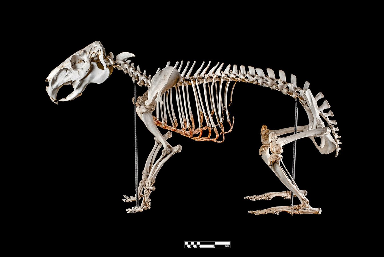 Mongolian Fossil Overturns 40-Year Assumption About Early Mammals