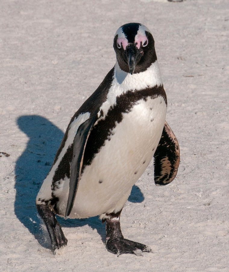 World’s largest wild bird flu vaccination drive targets little penguins