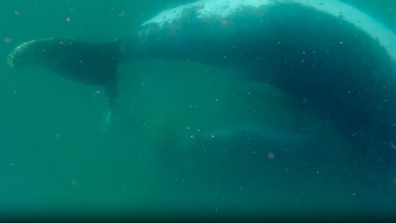 Humpback Whale Mother Observed Showing Grief-Like Behavior With Stillborn Calf