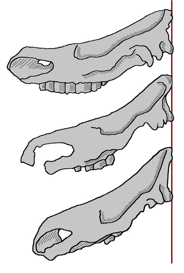 50,000-Year-Old Woolly Rhino Skull Unearthed in Somerset Cave