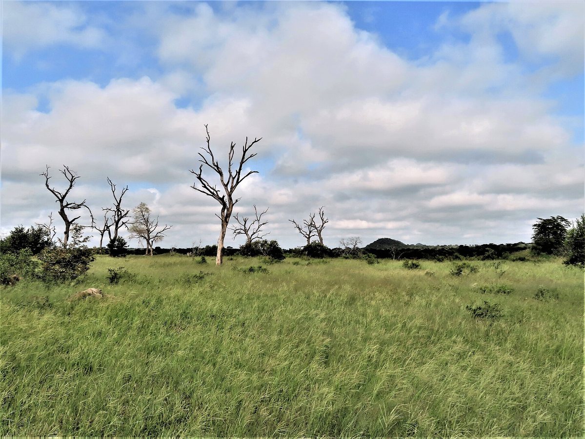 Africa's Wildlife Future Hinges on Conservation, New National Geographic Episode Shows