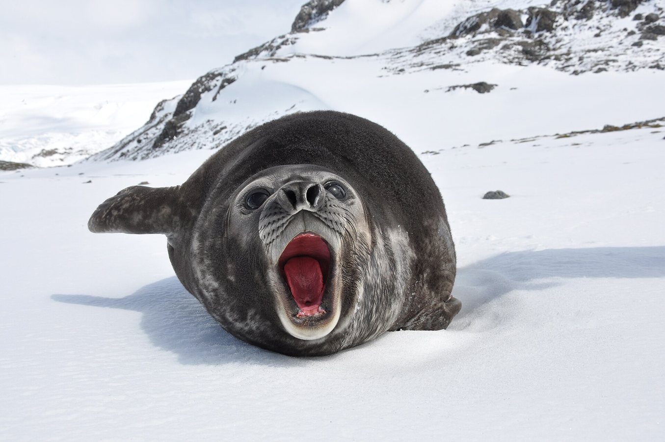 Elephant Seals Expose Hidden Southern Ocean Dynamics Below the Surface