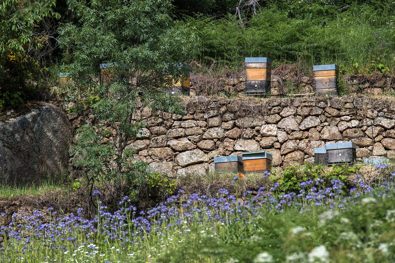Letting Lawns Grow Wild Can Help Pollinators and the Climate, BBC Earth Series Argues