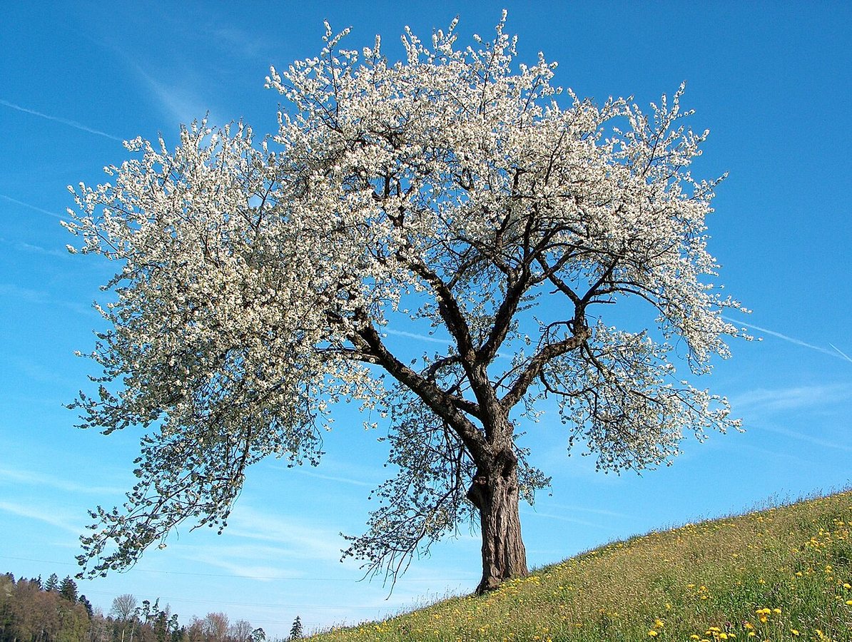 University of Tokyo Researchers Develop Catalyst to Make Basic Chemicals from Plant Biomass
