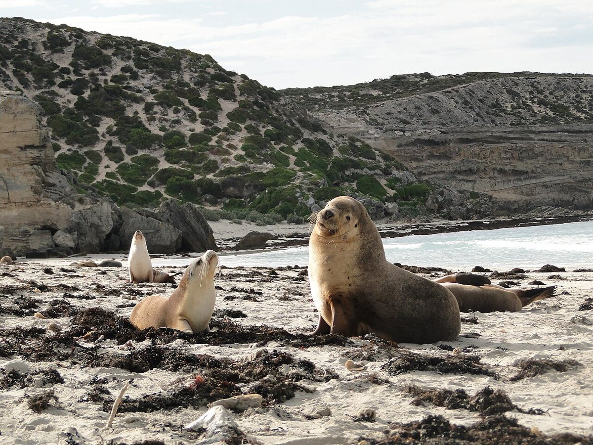 First H5 Bird Flu Death Confirmed in Endangered Australian Sea Lion