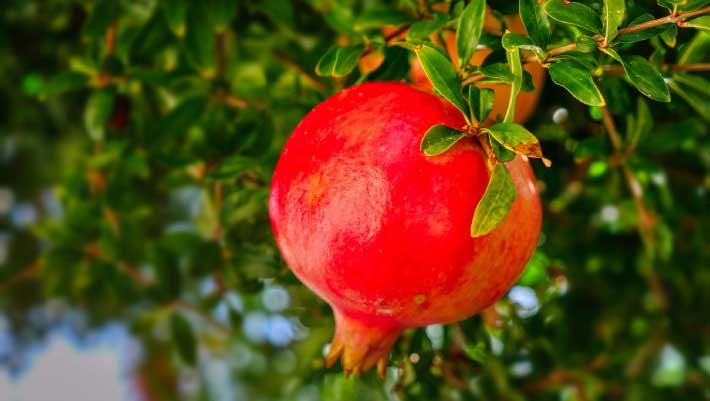 Postbiotic Compound Shows Promise against Hard-to-Treat Heart Failure