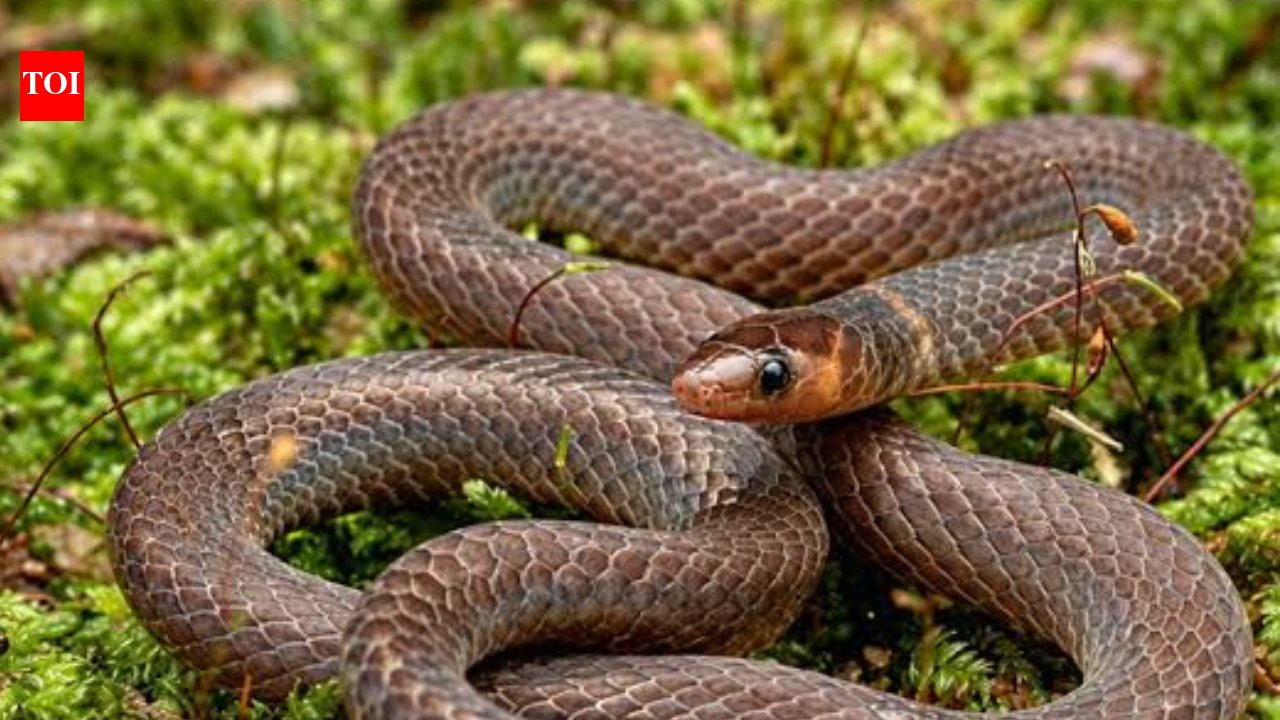 Scientists film tiny Malaysian snakes rolling like cartwheels to escape danger