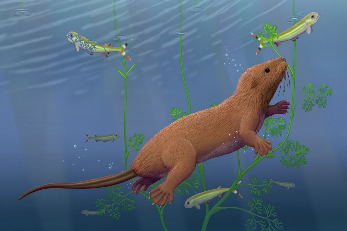 Cretaceous Fossil from China Reveals Mammal with Reptile-Like Tooth Replacement