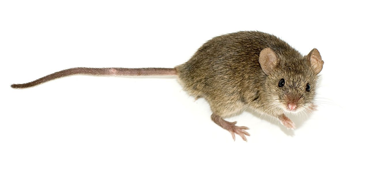 Stanford Scientists Create Mice That Host Human Brain Cells