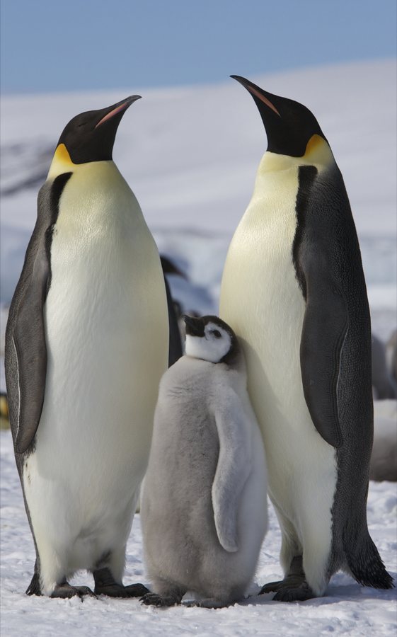 Genetic Study Reveals First New Penguin Species in Over a Century