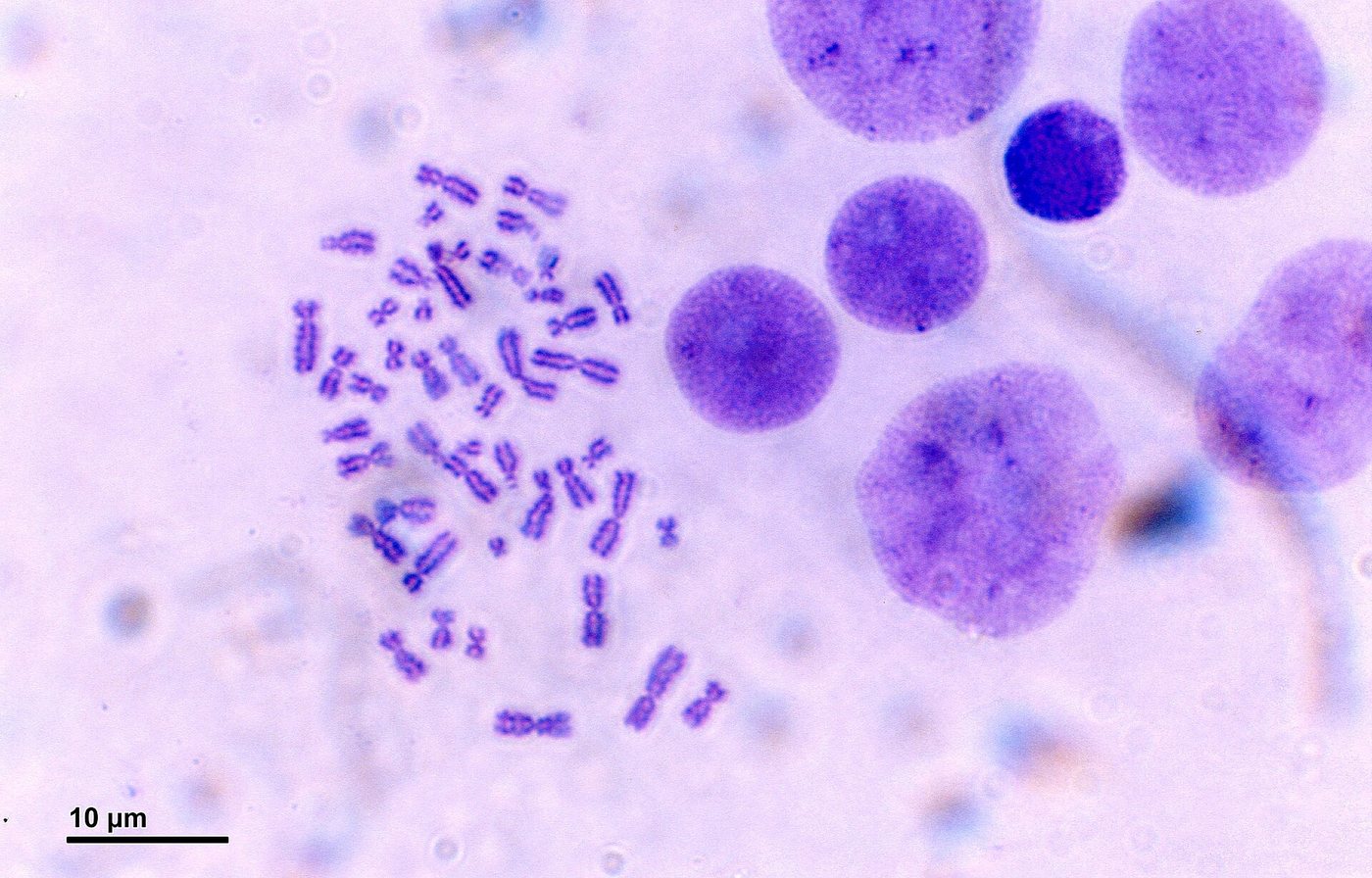 AlphaGenome Atlas Maps Predicted Effects of Nine Billion DNA Changes