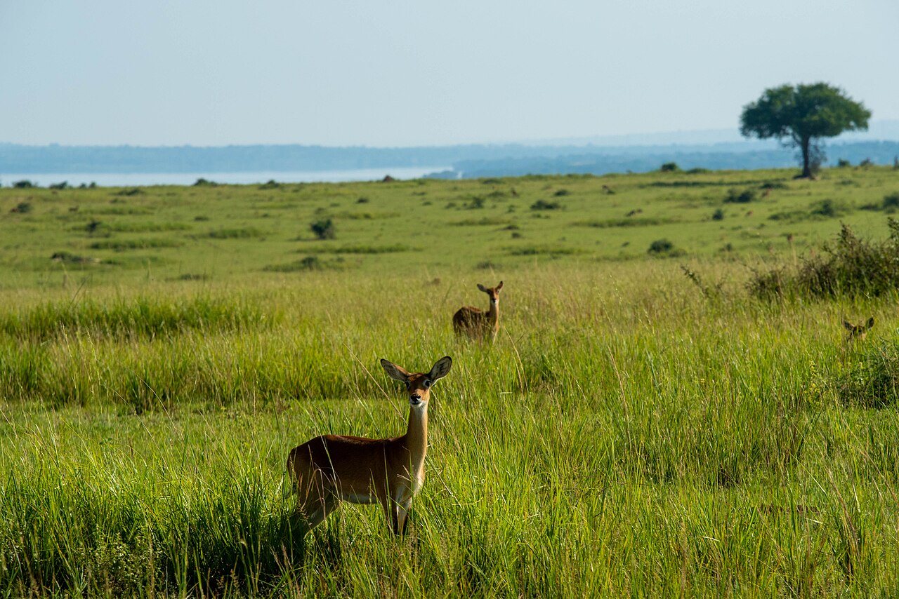 BBC Earth Showcases Africa’s Wildlife in Stunning 4K Footage