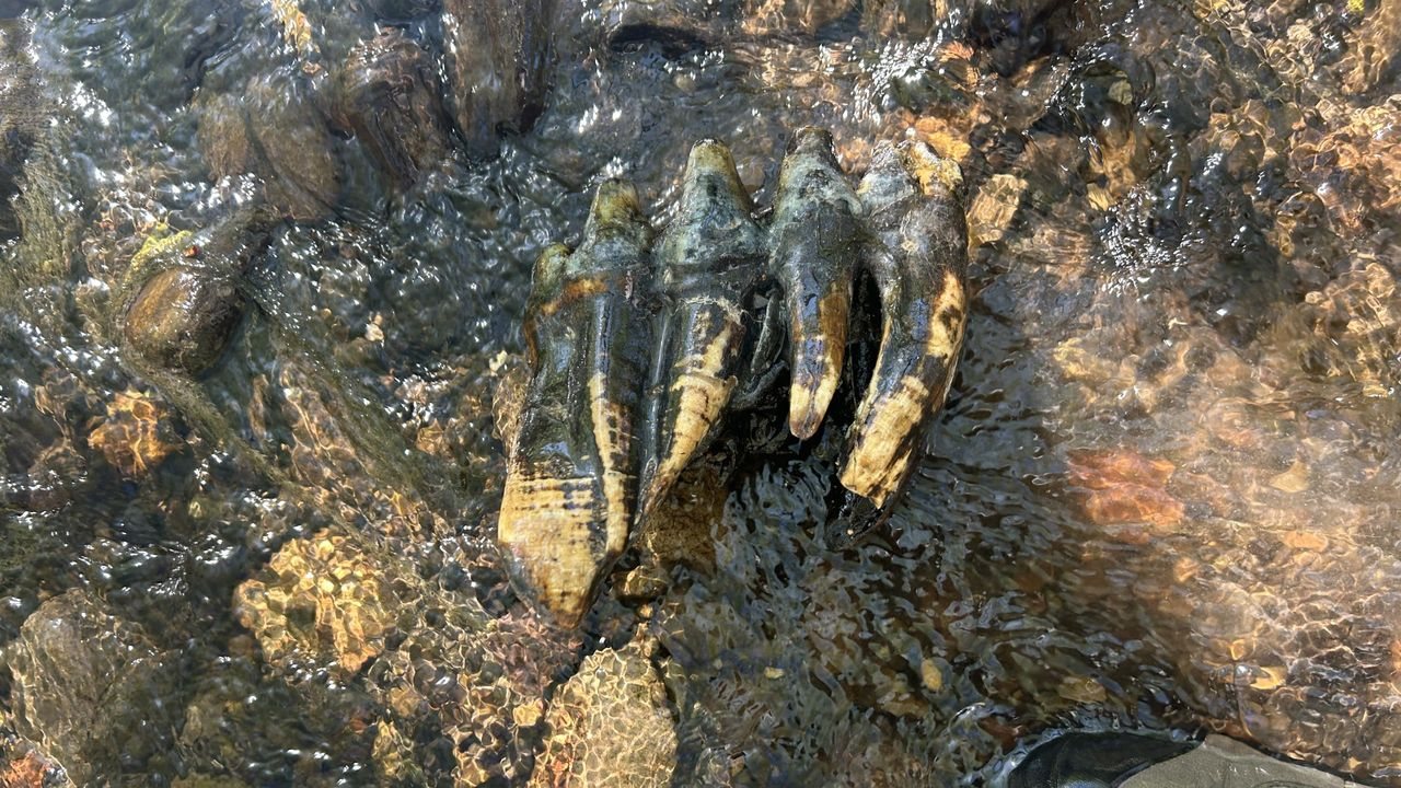 10,000-Year-Old Mastodon Tooth Found in California