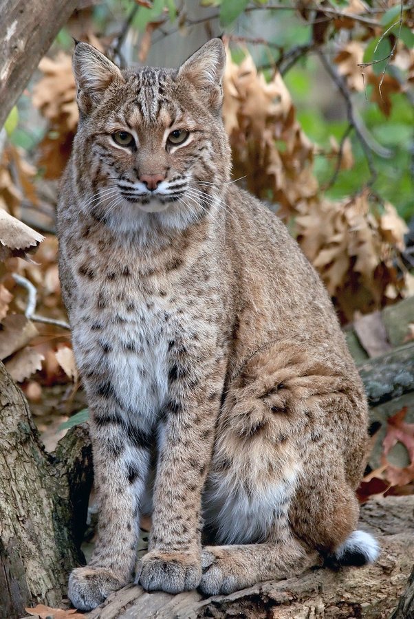 Bobcat Hunting in Winter: Precision and Instinct on Icy Rivers