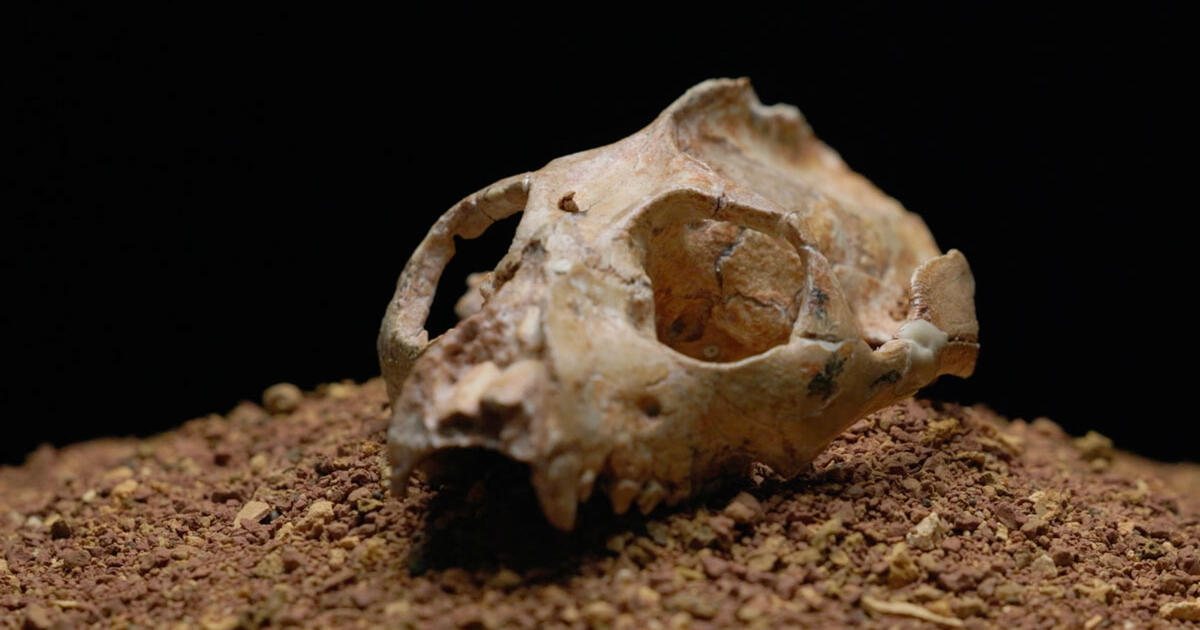 Fossils in French Quercy caves reveal species losses from ancient climate shift