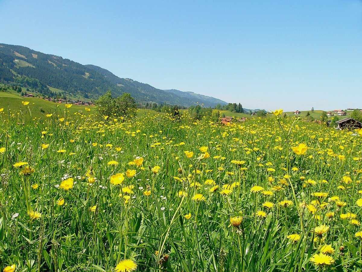 Friends of the Lake District to Plant Hundreds of Wildflowers in Meadow Restoration