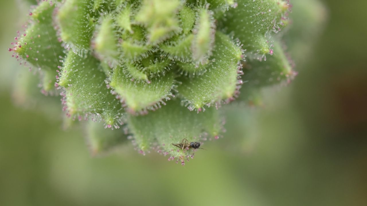 Carnivorous plant in China backs Darwin's 150-year-old hypothesis