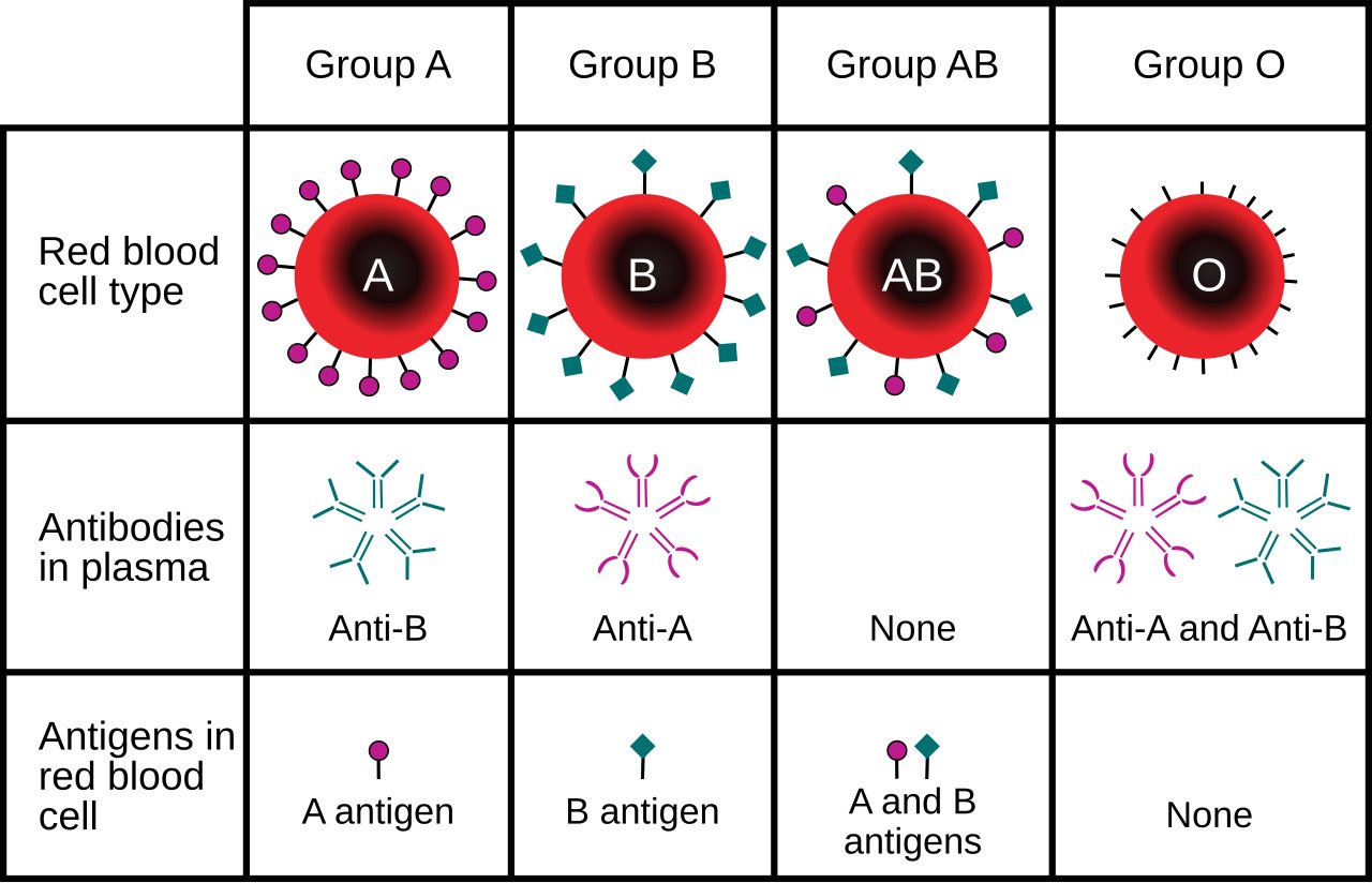 Scientists Identify New Human Blood Group, Solving 50-Year Mystery