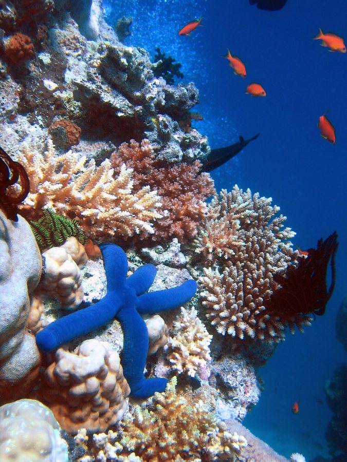 Scientists Turn to Underwater Lullabies and Super-Corals to Save Reefs