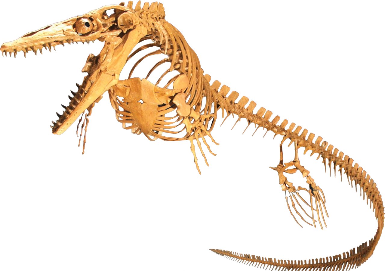Paleontologists Identify New Mosasaur Species in Egypt's Western Desert