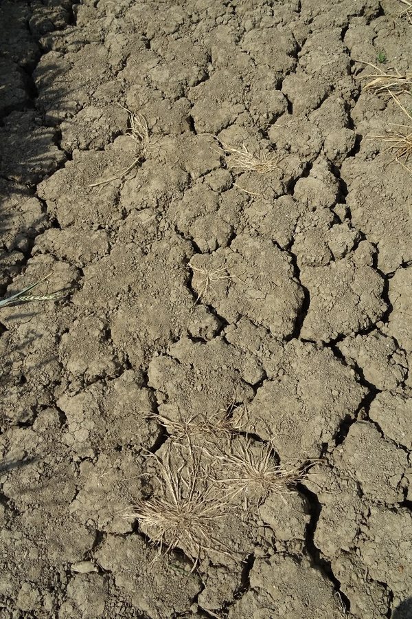 UK records its hottest summer ever as climate change makes such heat far more likely
