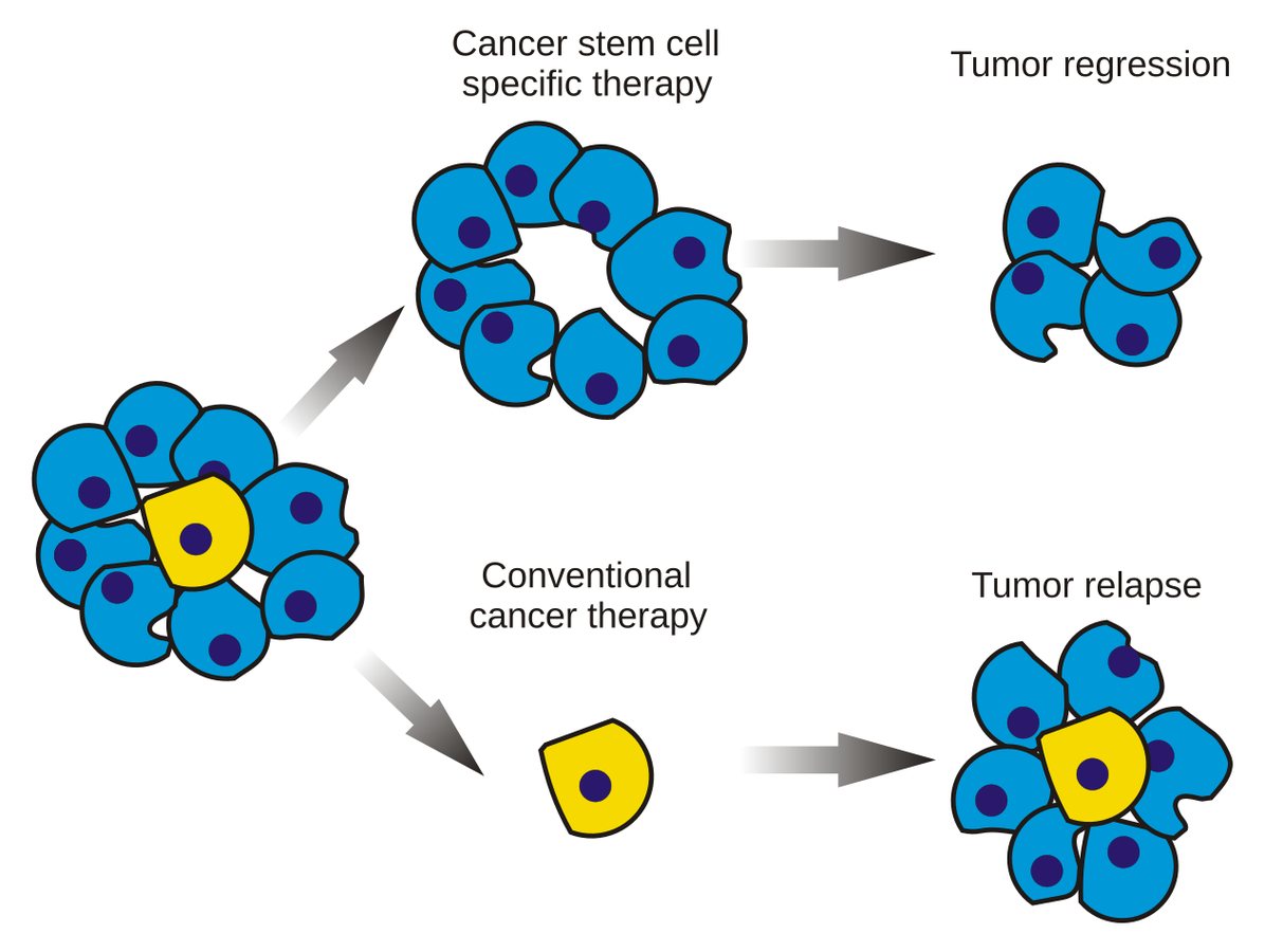 Cancer Stem Cells Show NAD Energy Dependence in High-Risk MDS