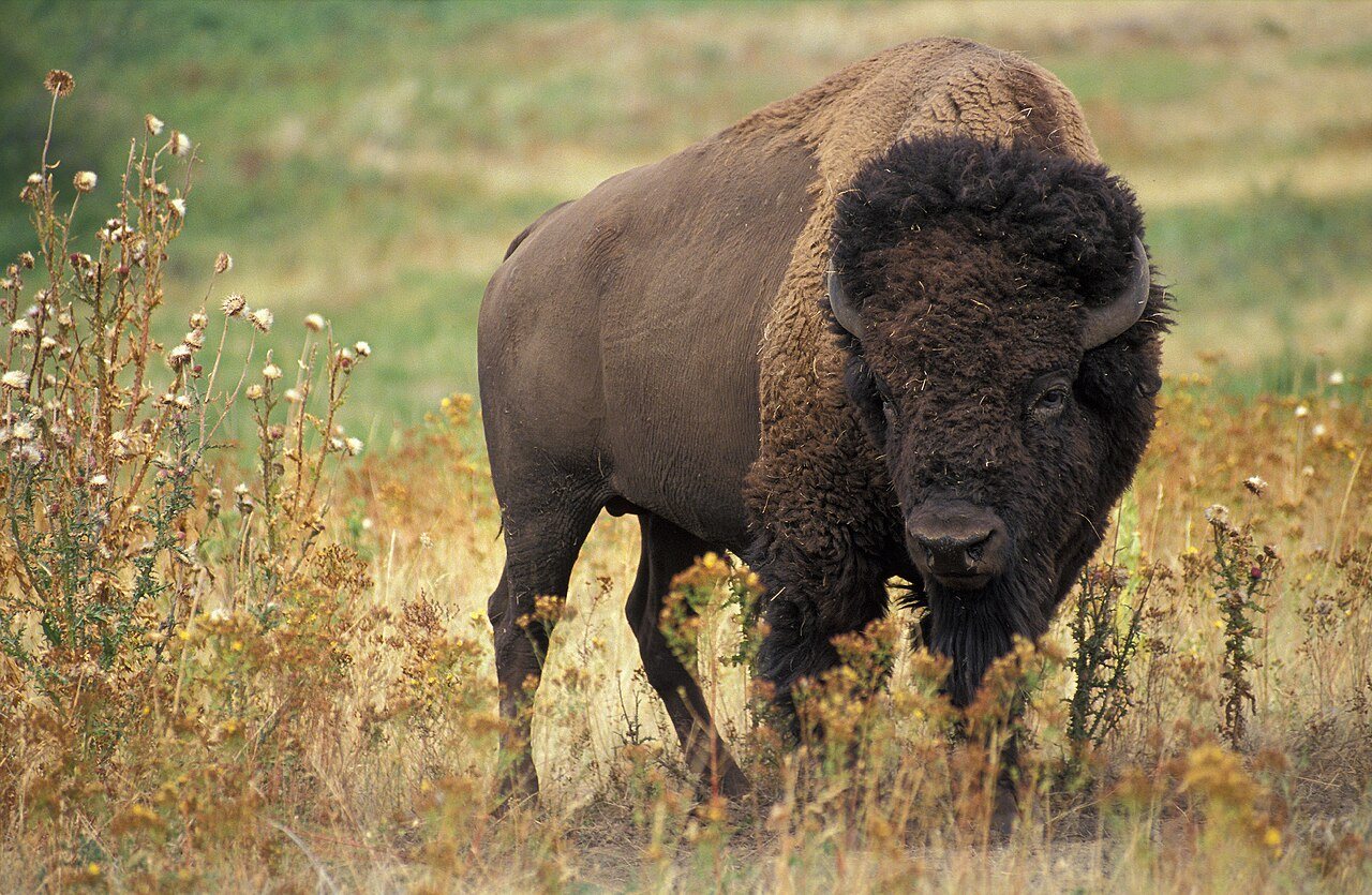 American Buffalo Is Actually a Bison, Scientists Confirm