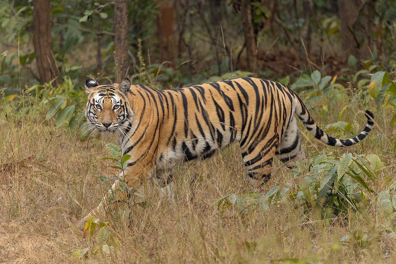 PBS Nature Announces «Tiger Island: Part One» Premiere for October 2026