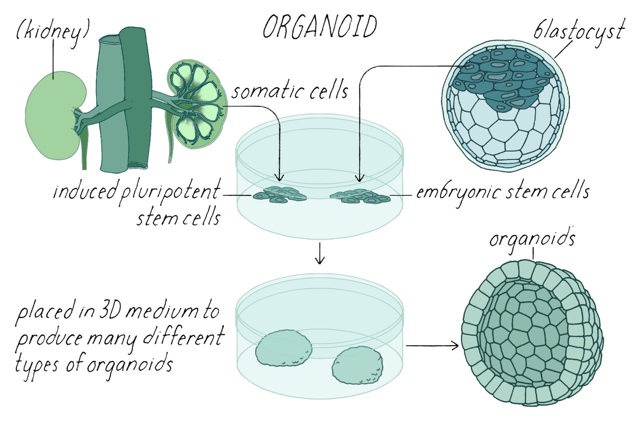 Five-year-old brain organoids reveal epigenetic aging patterns