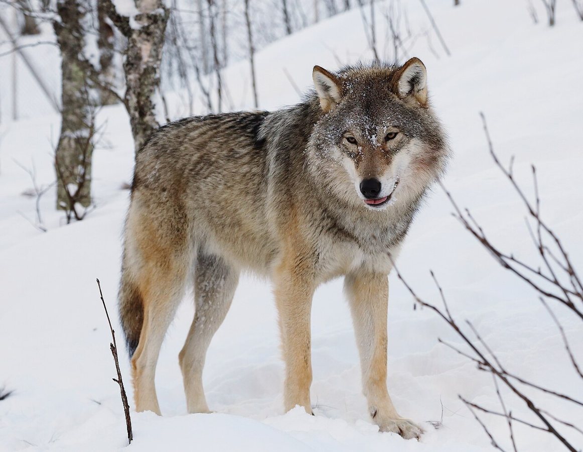 Trump signs order to consider removing grey wolf protections