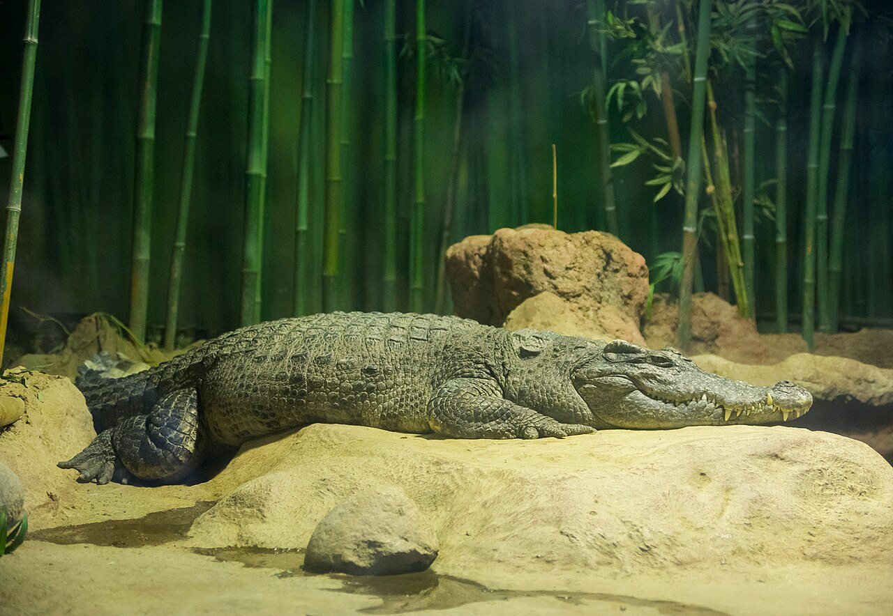 Cambodia Moves to Protect One of the World's Last Wild Siamese Crocodile Populations