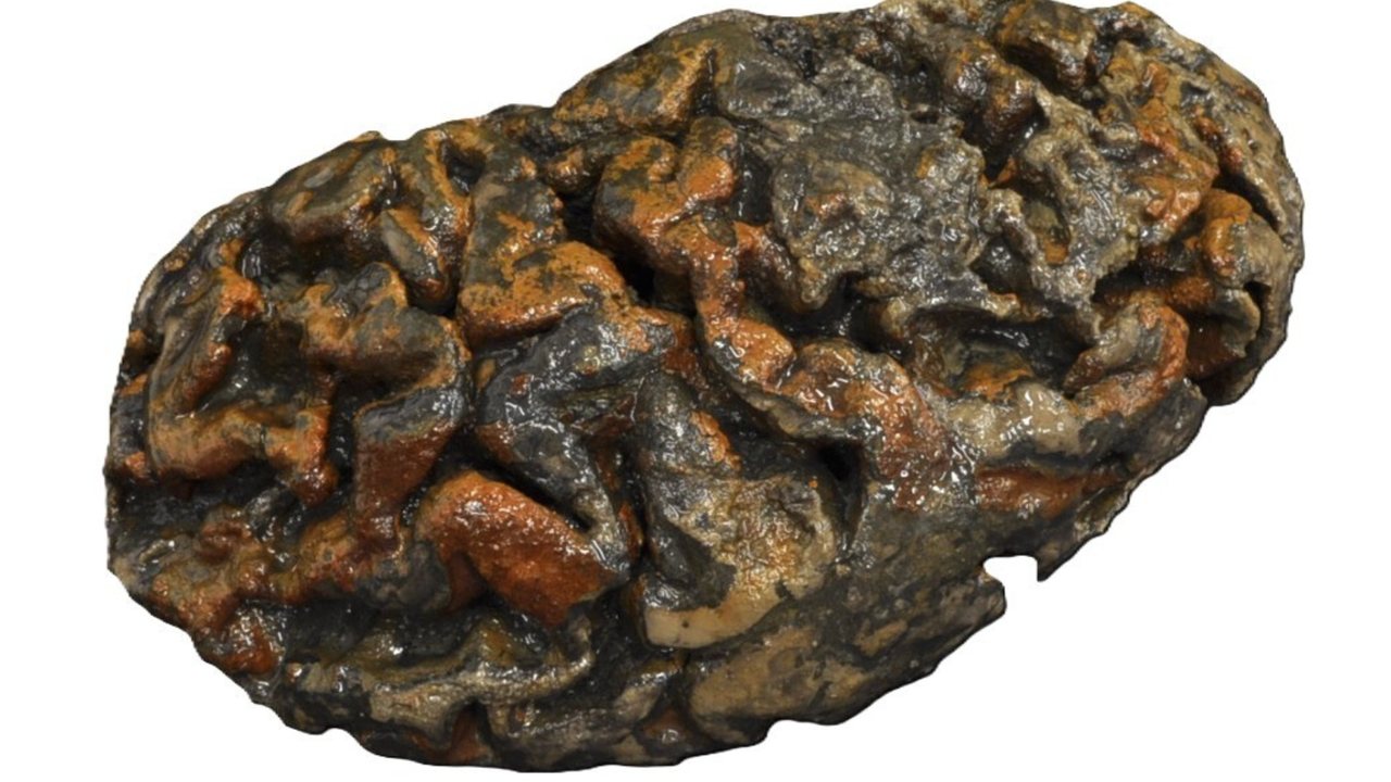Scientists Uncover New Clues to Why Human Brains Can Survive for Millennia