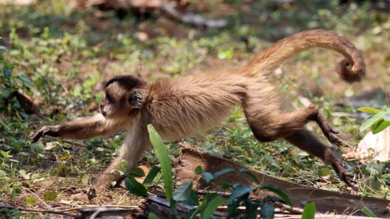 Capuchin Monkeys Hunt More Small Animals When Fruit Is Scarce
