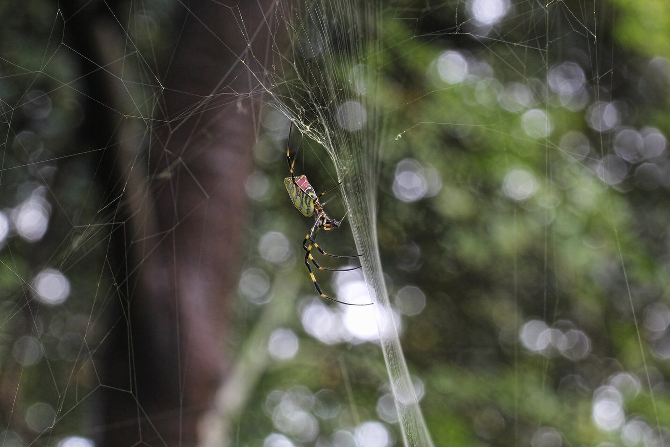 Darwin's Bark Spider Silk and Portia Jumping Spider Redefine Extremes in Nature