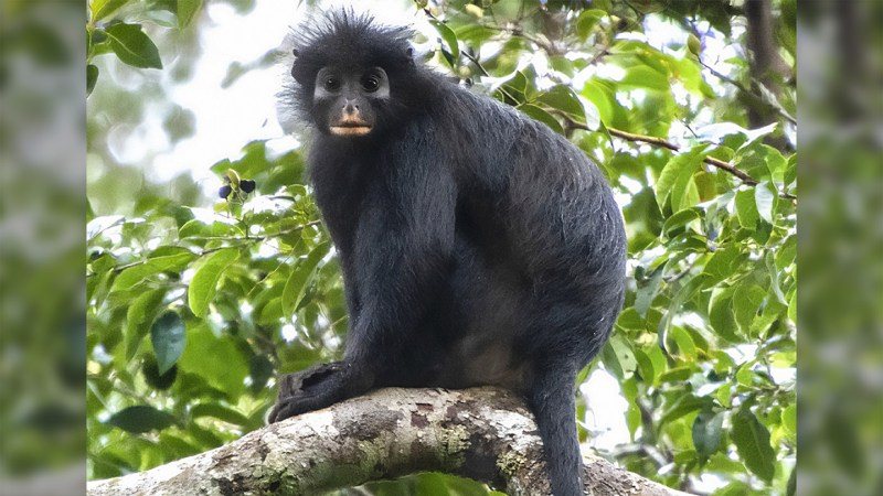 New Monkey Species Discovered in Congo’s Forests, Already at Risk of Extinction