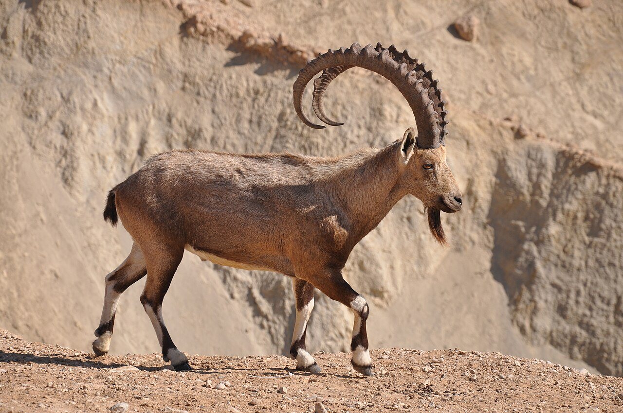 Ancient Petroglyph in Sudan May Depict Kushite King