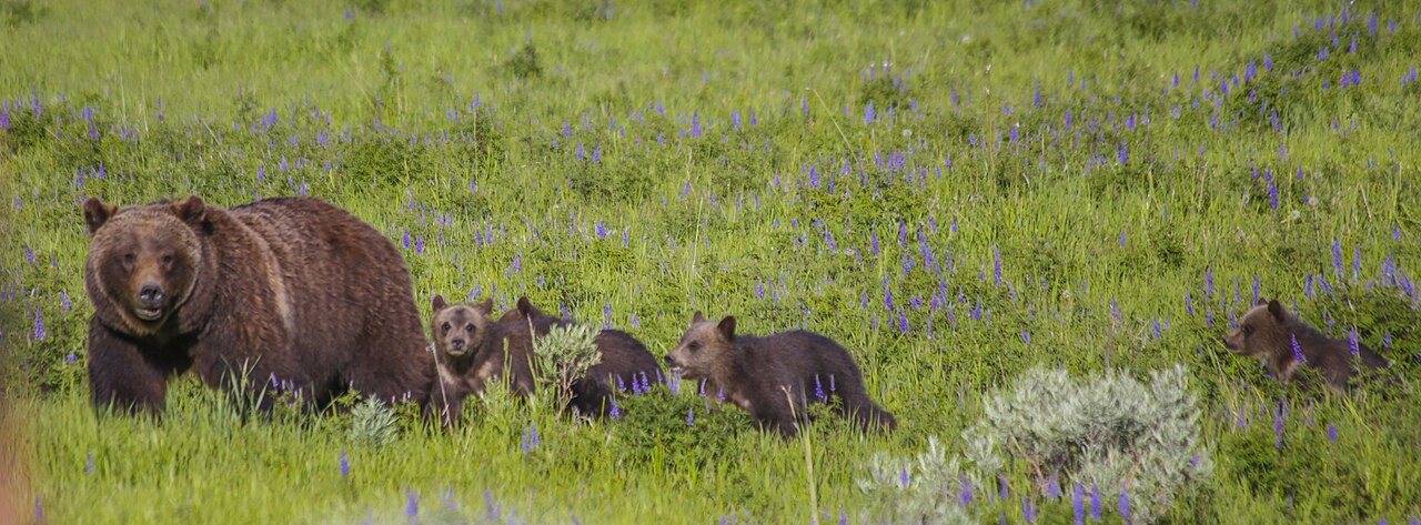 Grizzly 399, Yellowstone’s most famous bear, remembered after October death