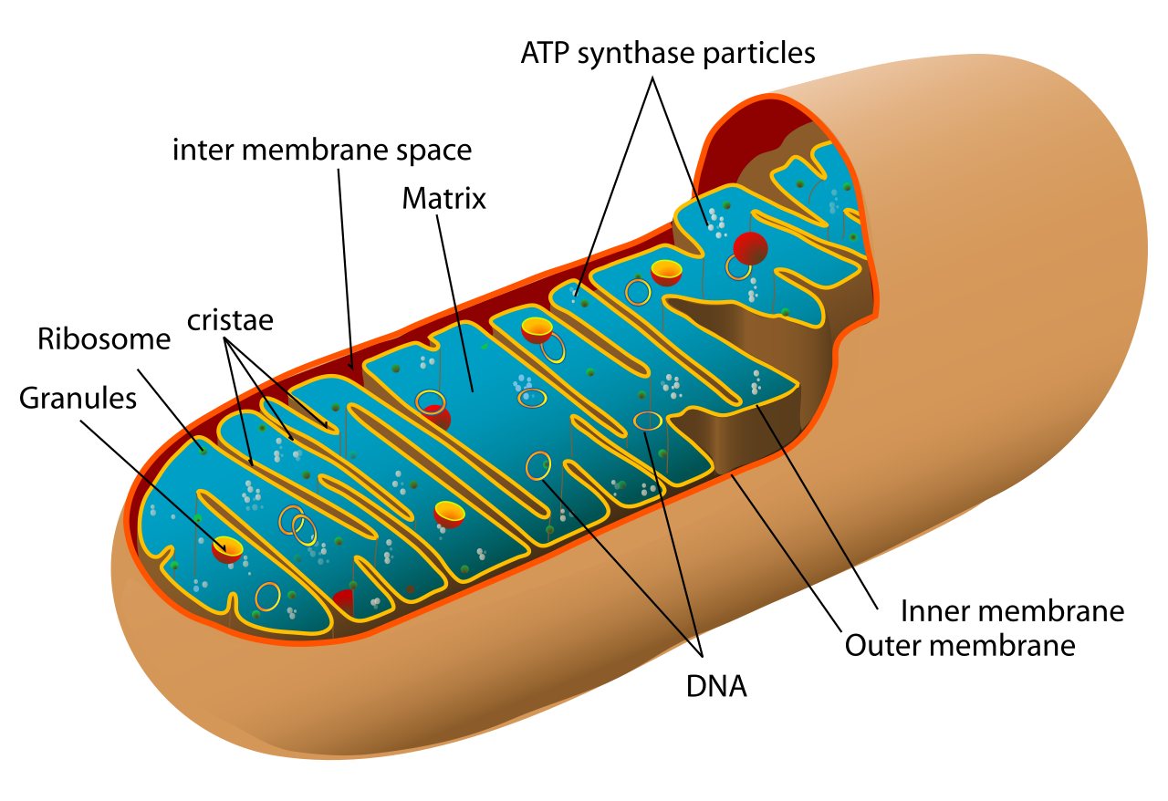 New Mitochondrial Coating Preserves Cellular Energy Production