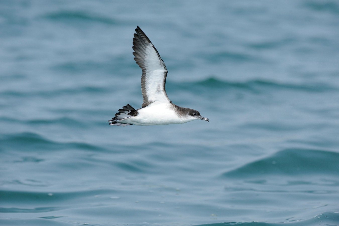 Manx shearwaters suffer jet lag that pulls them off course