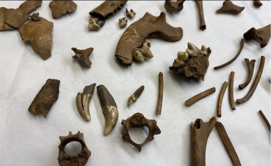 2,000-Year-Old Lap Dog Skeleton Found in Eastern England