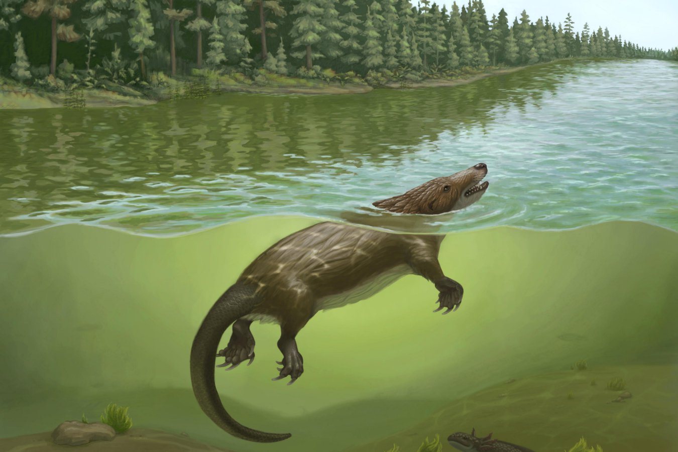 Jurassic Fossil Reveals Earliest Known Suckling Mammal