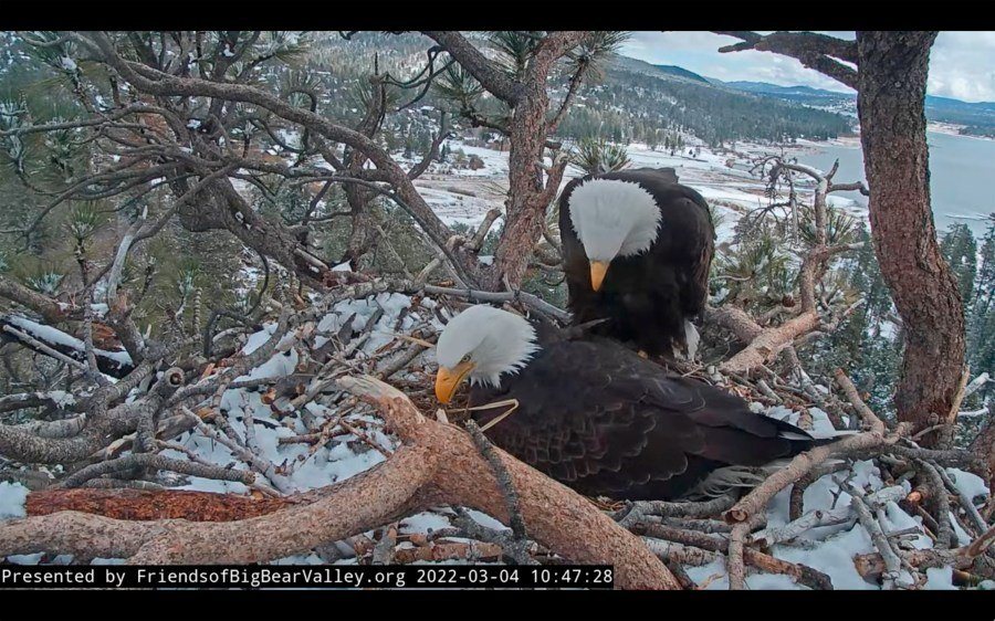 Jackie the Bald Eagle's Health Improving After Rescue, Officials Say
